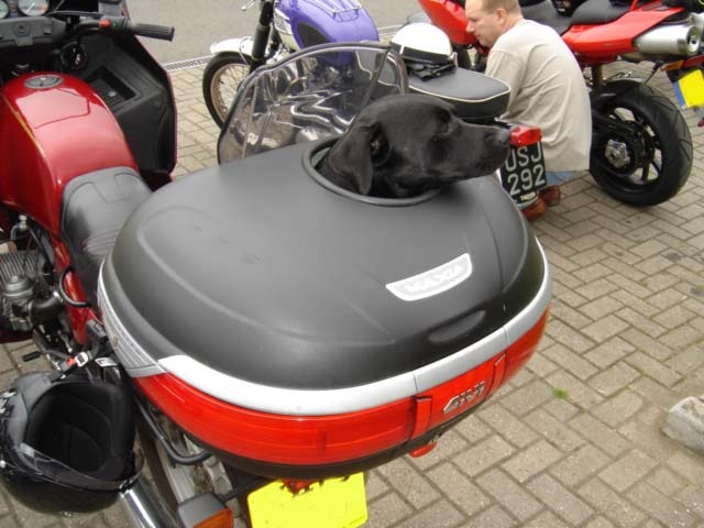 TopBoxDog