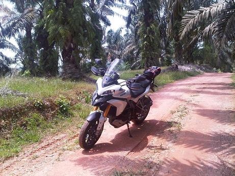 Welcome to the Jungle!