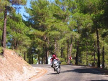 forest